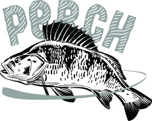 the vector illustration of the perch fish