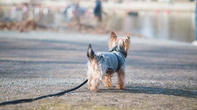 Yorkshire terrier walking and sniffing around. Dog on leash wearing clothes