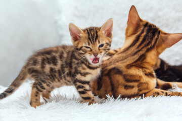 Little bengal kitten on the white fury blanket