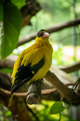 yellow billed hornbill
