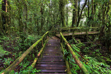 Fototapeta na wymiar Beautiful rain forest at nature trails Ang Ka Doi Inthanon,Chiangmai in Thailand is a very popular for photographer and tourists. Natural and Travel Concept.