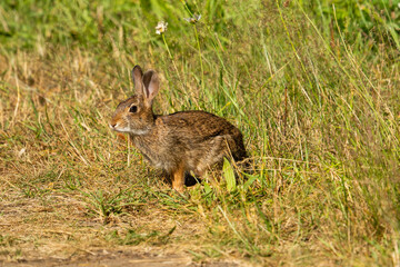 Naklejka na ściany i meble Small rabbit in Milo McIver State Park, Oregon.
