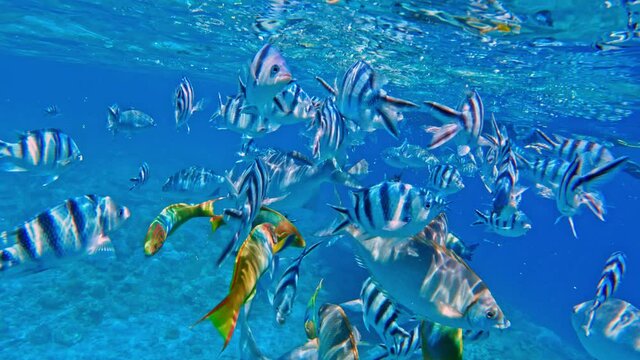 Close Up Shot Of Different Colorful Marine Fishes In Fresh Clear Ocean Water During Daytime - underwater shot