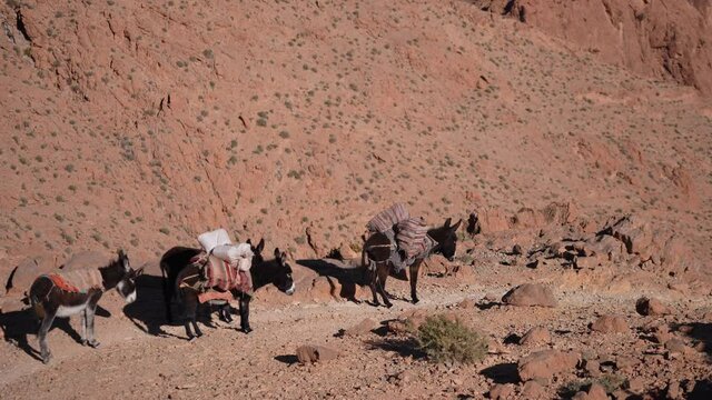 Donkeys Carrying Bags Walking Down Todgha Gorge Red Canyon Near High Atlas Mountains In Morocco. - high angle
