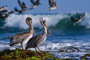 pelicans on the beach