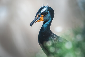double crested cormorant