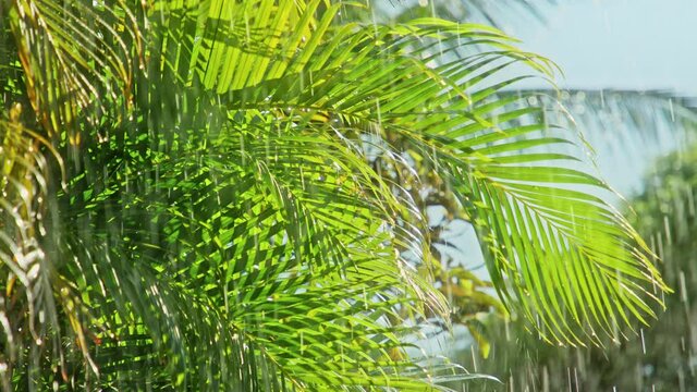 Summer tropic rain background slow motion, 4K Raining day in tropical forest