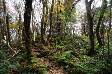 Fototapeta premium an autumn forest