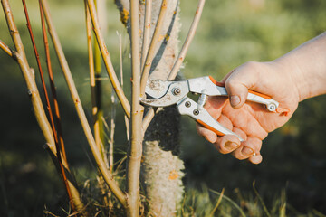 Hands of a man pruning a young tree. Ecology and gardening concept. Reducing global warming.
