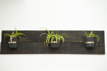 Rustic wooden wall decor. mason jar hanging on the wall. Indoor spider plants.