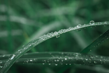 Naklejka premium Fresh green grass with dew drops close up. Water driops on the fresh grass after rain. Light morning dew on the grass.
