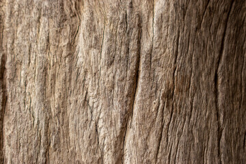 Old dark textured wooden background,Old Woods texture background.Abstract Wood texture background and bark tree.