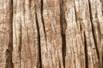 Old dark textured wooden background,Old Woods texture background.Abstract Wood texture background and bark tree.