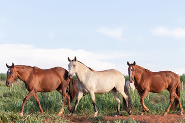 Group of Mangalarga Marchador horses and mares loose in the green pasture. Mares and foals on the...