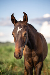 Obraz premium Small foal of the Mangalarga breed with dark brown stallion loose in the grassy field.