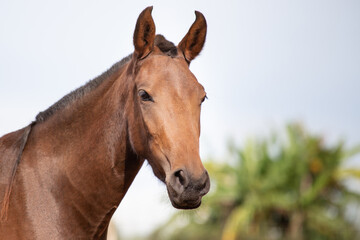 Closeup of the horse's face showing the look and ear characteristic of the Mangalarga Marchador...