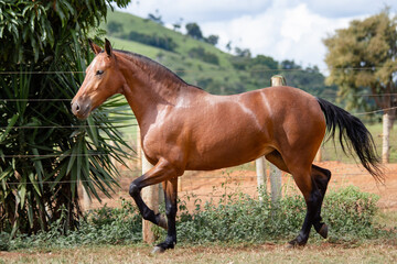 Bay horse. Beautiful Mangalarga Marchador mare with blood bay coat. Changing position of steps characteristic of Mangalarga.