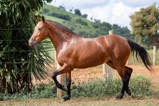 Bay horse. Beautiful Mangalarga Marchador mare with blood bay coat. Changing position of steps characteristic of Mangalarga.