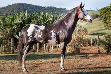 Beautiful horse of the Mangalarga breed. Marcher of black skewbald coat. White and black mixed...