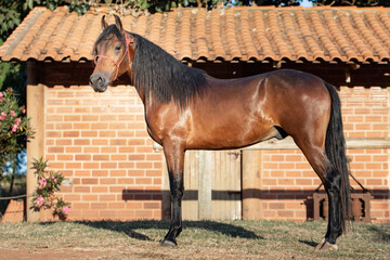 Bay horse. Beautiful Mangalarga Marchador mare with blood bay coat. Changing position of steps characteristic of Mangalarga.