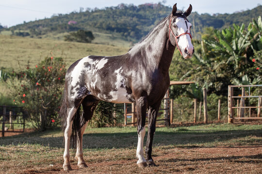 Beautiful horse of the Mangalarga breed. Marcher of black skewbald coat. White and black mixed breed breeding stallion.