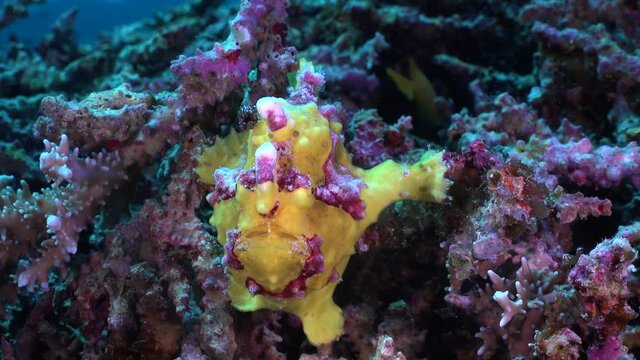 Yellow warty Frogfish (Antennarius maculatus) holding onto coral reef close up shot