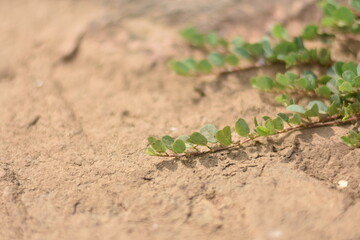 sprout growing in soil