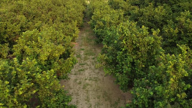 Hazelnut agriculture organic cultivation field aerial view