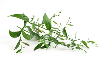 Andrographis paniculata plant isolated on the white background..