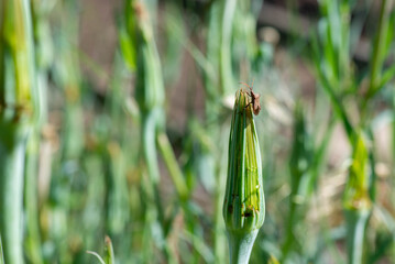 a beetle sat on a huge dandelion