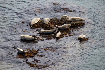 Sikhote-Alin Biosphere Reserve. Cape North. Wild fur seals lie on rocks in the Sea of Japan. Rookery of cats.