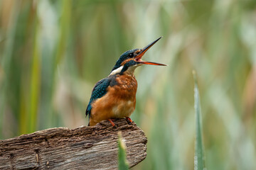 Kingfisher vomiting pellet