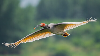 Crested Ibis flying past
