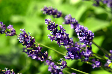Obraz premium Blooming lavender stems
