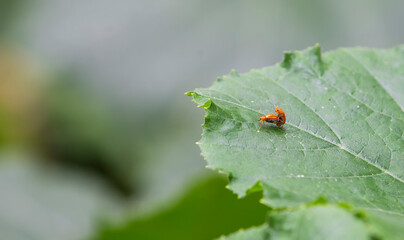 bug on green leaf in garden