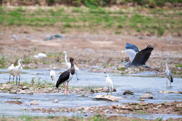 Black Stork with A grey Heron and Little Egrets by the river