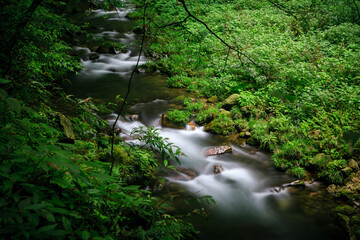 Obraz premium stream in the forest