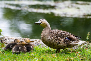Mallard Duck lessons 