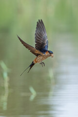 Red-rumped Swallow carrying mud for nesting in flight