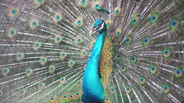Peacock expand the wing with beautiful feather