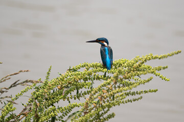 Kingfisher on a bush