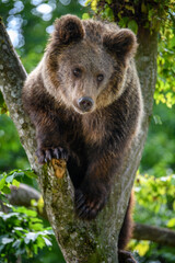 Wild Brown Bear (Ursus Arctos) on tree in the summer forest. Wildlife scene