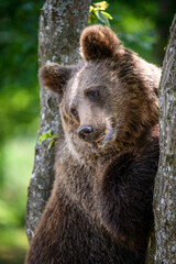 Fototapeta premium Wild Brown Bear (Ursus Arctos) on tree in the summer forest. Wildlife scene