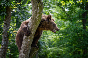 Fototapeta premium Wild Brown Bear (Ursus Arctos) on tree in the summer forest. Wildlife scene