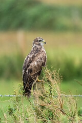 A wet Buzzard on a fence post