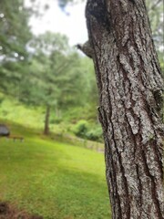 Tree and green landscape behind