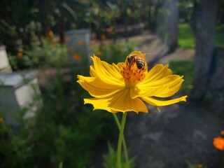 Cañete, miel de abeja. flores. Abejas, polen