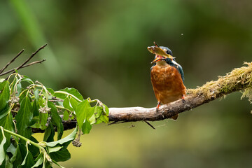 Kingfisher tossing and eating a fish