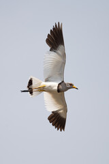 Common tern in flight