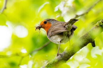 Robin in a tree